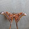 Hercules Moth