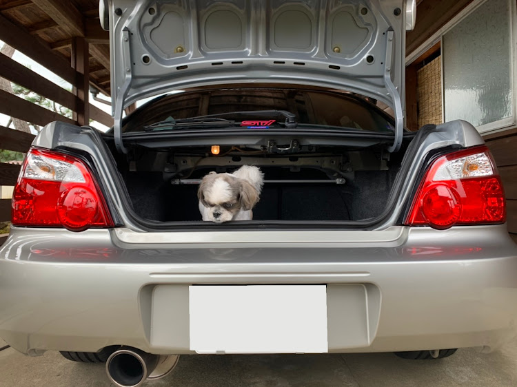 インプレッサ WRX STIの愛犬紹介・S203・お尻ショットに関するカスタム事例の投稿画像2枚目