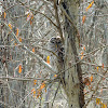 Barred Owl