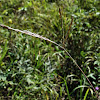 Big Bluestem