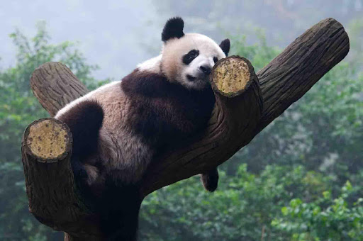 Sleepy Panda Wallpapers