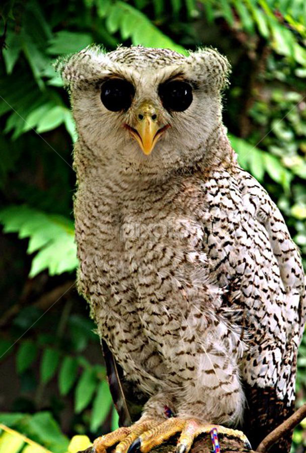 bubo sumatranus by Zona Netral - Animals Birds