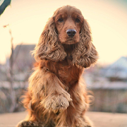 Cocker Spaniel Dogs Wallpapers  Icon