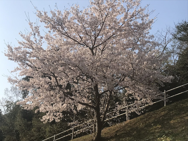 の投稿画像2枚目