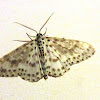 Geometrid Moth