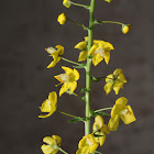 Agrimony-leaved Mullein