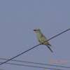 european roller