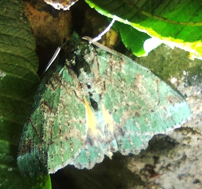 Dindica moth