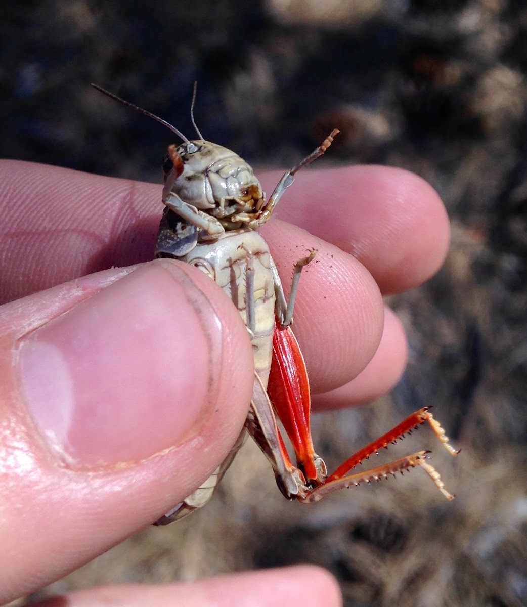 Red-shanked Grasshopper