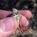 Red-shanked Grasshopper