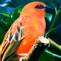 Birds Live Wallpaper