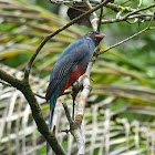 Slaty-tailed Trogon