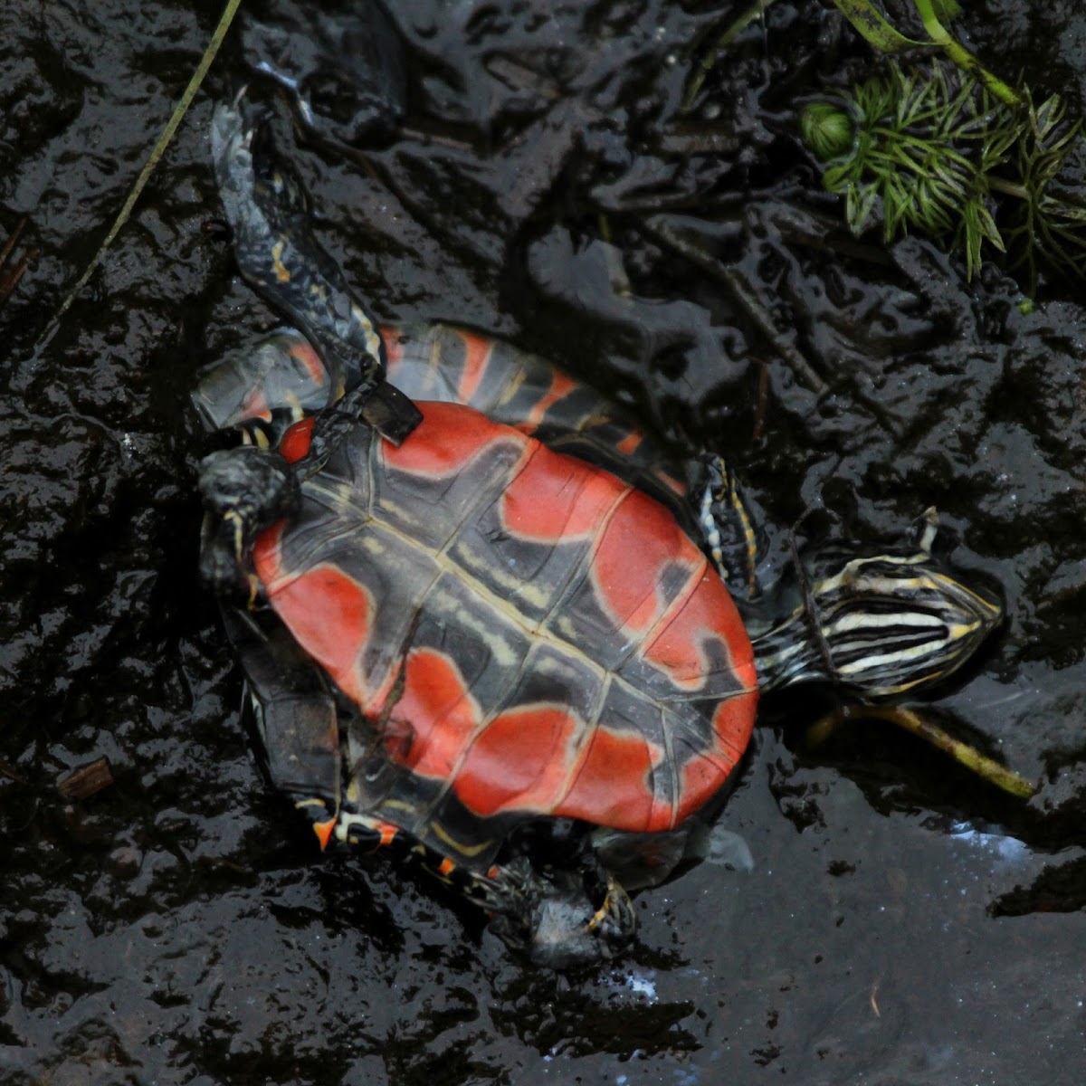 Western Painted Turtle (Young Deceased)