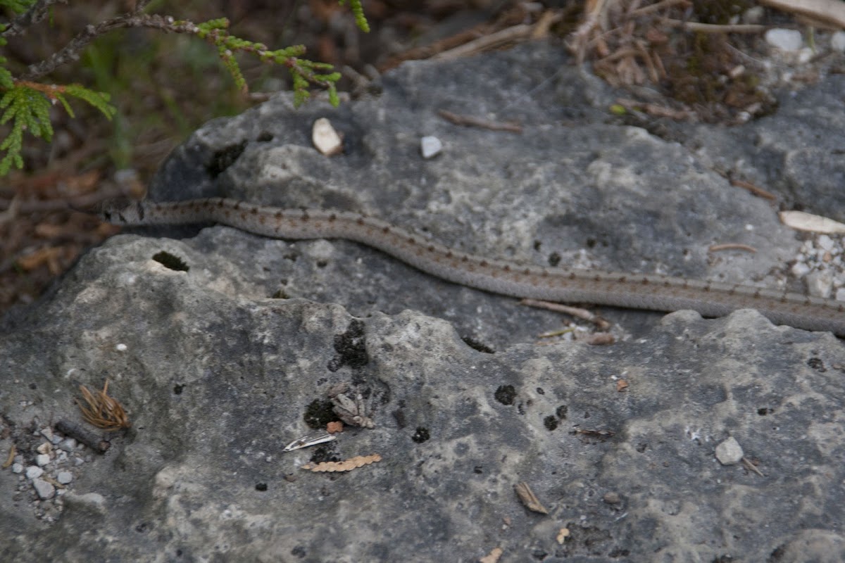 Dekay’s Brownsnake