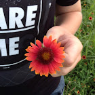 Indian blanket