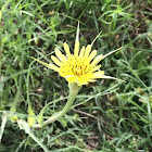 Western Salsify