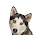 Siberian Husky Wallpapers