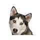 Siberian Husky Wallpapers