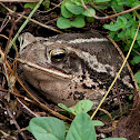 Gulf Coast Toad