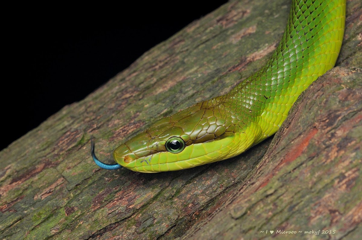 Red-tailed green ratsnake