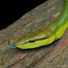 Red-tailed green ratsnake