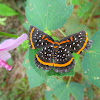 Red-barred Amarynthis