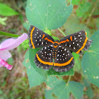 Red-barred Amarynthis