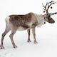 Download Reindeer wallpaper For PC Windows and Mac 2.0