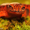 Red Salamander