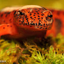 Red Salamander