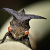 Horned Treehopper