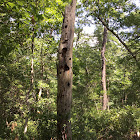 Pine tree decaying