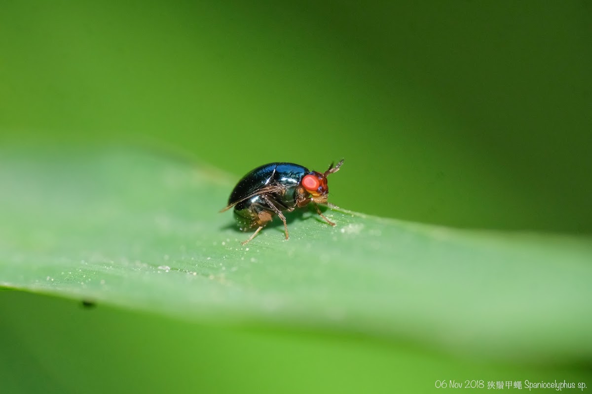 Spaniocelyphus sp. 狹鬚甲蠅