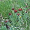 Redpod Stonecrop