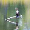 Double-crested Cormorant