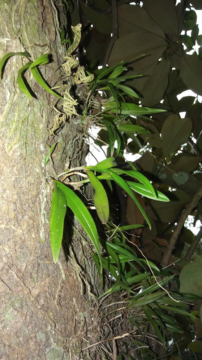 Greenfly orchid