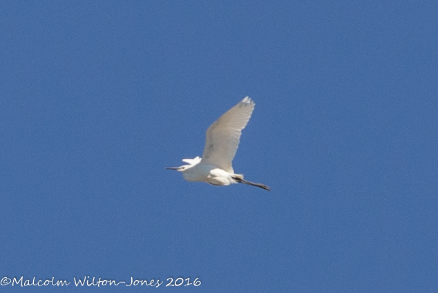 Little Egret; Garceta Común