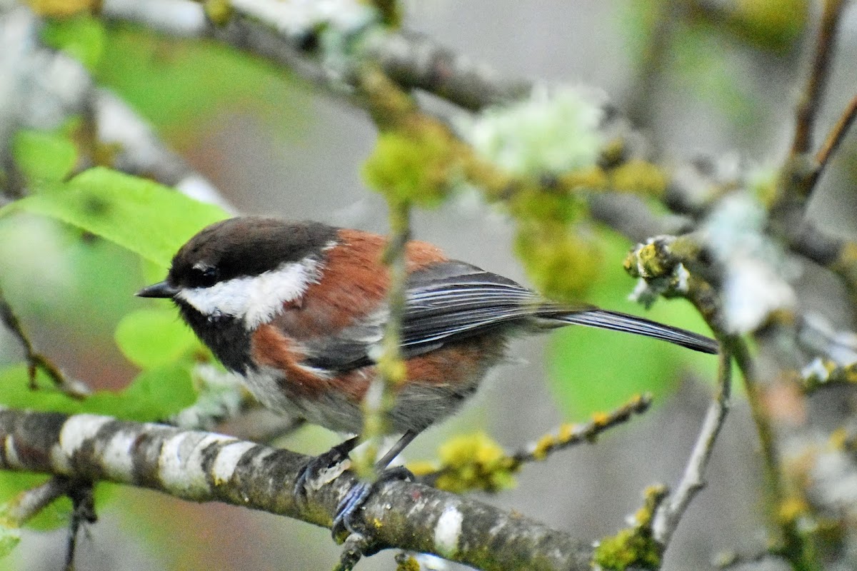 Chestnut-backed Chickadee