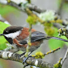 Chestnut-backed Chickadee