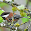 Chestnut-backed Chickadee