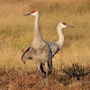 Sandhill crane