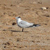 Royal Tern