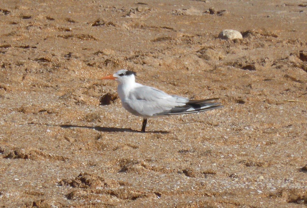 Royal Tern