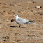 Royal Tern