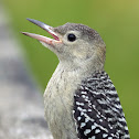 Red-bellied Woodpecker (Immature)