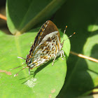 Monkey Puzzle Butterfly