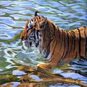 Swimming Tiger