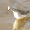 Greater Yellowlegs