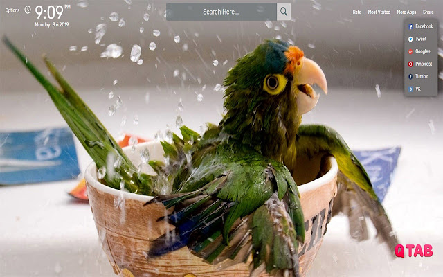 Parrot Wallpapers HD Theme