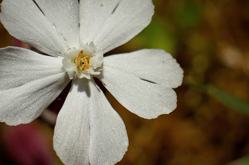 Silene latifolia